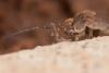 Catamachilis sp.